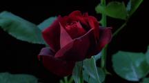 Time Lapse Rose Blooming