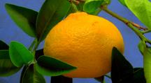 Navel Orange, Blooming