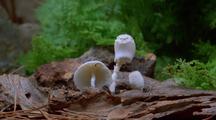 Mushrooms Emerge In Time-Lapse