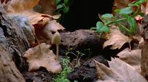 Mushrooms Emerge In Time-Lapse