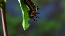 Fritillary Caterpillar Feeding On Leaf