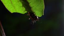 Fritillary Caterpillar Feeding