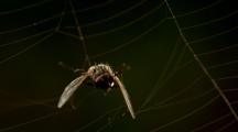 House Fly Struggling In Spider Web