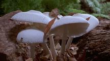 Time Lapse Mushrooms Emerging
