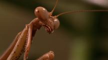 Praying Mantis Close-Up
