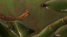 Praying Mantis Catches Fly