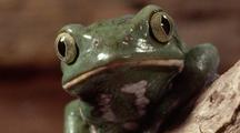 Close Up Of Wax Frog
