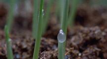 Close Up Wheat Seedlings Growing, Water Droplets Form On Tips