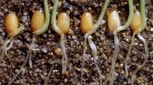 Six Wheat Seeds, In Earth Cross-Section, Sprout