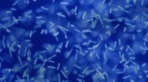 Euglena, Single Cell Flagellates Moving, Blue Background, Microscopic
