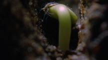Sunflower Seed Germinates Underground, Camera Follow Up