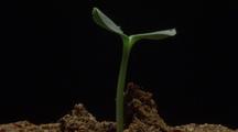 Sunflower Seedling Emerges And Grows, Black Background