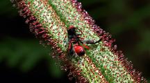 Wasp Caught By A Carnivorous Plant