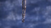 Close Up Icicle Dripping, Pan Down To Tip, Blue Sky Background
