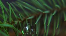 Water Drop Hits Pine Needles