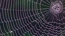 Close Up Dew Forms On Orb-Weaver Spider Web