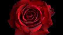 Close Up Red Rose Opens (Ingrid Bergman Rose) 