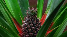 Close Up Pineapple Grows Up Out Of Center Of Plant