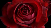 Close Up Red Rose Opens, (Ingrid Bergman Rose)