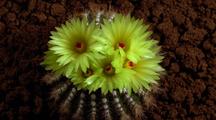 Cactus Flowers (Yellow) Open In Group, Close, Then Open Again