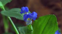 Dayflower Pod Grows, Two Flowers Open, Then Die (Blue)