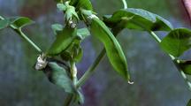 Pea Plant Forms Two Pods, Natural Background