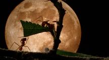 Leafcutter Ant Working With Leaf On Twig In Front Of Full Moon
