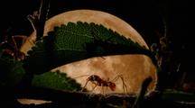 Silhouette Of Leafcutter Ant Cutting Behind Leaf In Front Of Full Moon