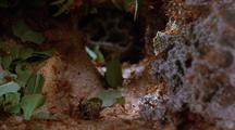Leafcutter Ants Underground, With Leaves Next To Section Of Fungus Garden, Medium Shot