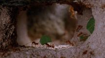 Leafcutter Ants Carrying Leaves In Tunnel (Don'T Use, Light Flicker)