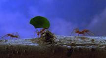 Leafcutter Ants Carry Leaves Across Branch, With Sky In Background, Take #1
