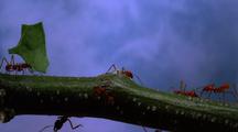 Leafcutter Ants On Green Branch, Sky In Background, Take #2