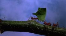 Leafcutter Ant Carries Leaf Across Green Branch, Sky In Background, Take #1