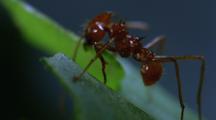 Leafcutter Ant Finishes Cutting Leaf Section, Front View, Extreme Close Up