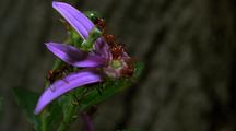 Leafcutter Ant Cutting Of Petals Of Lavender Star Flower, Continued, Medium Shot