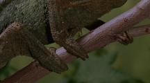 Close Up Three Horned Chameleon (Male), Feet Grasping Branch