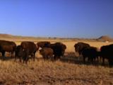 Herd Of Bison Grazes On Plains