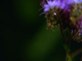 Close-Up Of Purple Flower