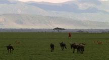 Masai Walks By Herd Of Impalas And Wildebeest