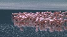 Flock Of Flamingos Wades Across Lake
