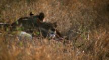 Lionesses Lie In Grass, Care For Cubs