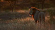 Lion Walks Along The Savannah, Can See His Breath Because It Is So Cold At Sunrise