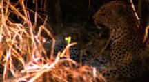 Mother Leopard Cleans Cub In Cave Like Den
