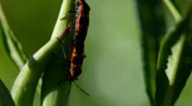 Red Milkweed Beetle On Stem Of Plant
