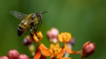 Close Up Bee Pollinates Flowers, Takes Off With Pollen On Legs