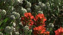 Indian Paintbrush Among Yarrow Flowers, Big Sur