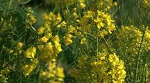 Field Of Yellow Wildflowers,Big Sur