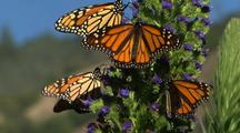 Monarch Butterflies On Purple Flowers