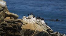 Cormorants Perched On Rocky Outcropping
