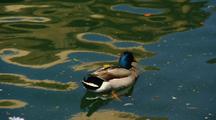 Mallard Duck In A Pond